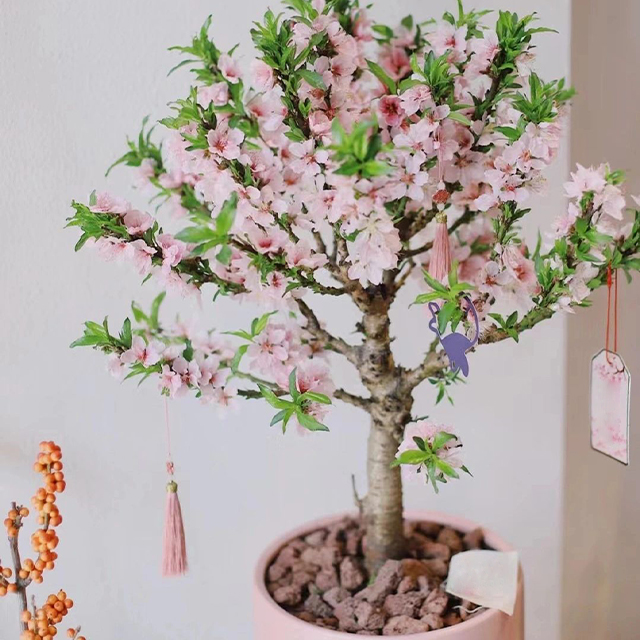Peach Blossom Bonsai Houseplant Seeds-Plantjoyfarm-Garden Seeds,Fruit Seeds,best selling