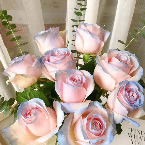 Rare Seeds - Datura Langaros Roses of the Western Regions-Plantjoyfarm-Flowers Seeds,Garden Seeds,best selling,Rare Rose