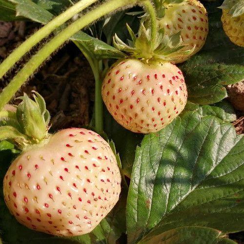 1 Bag Rare Milk Strawberry Seeds-Plantjoyfarm-Fruit Seeds,best selling