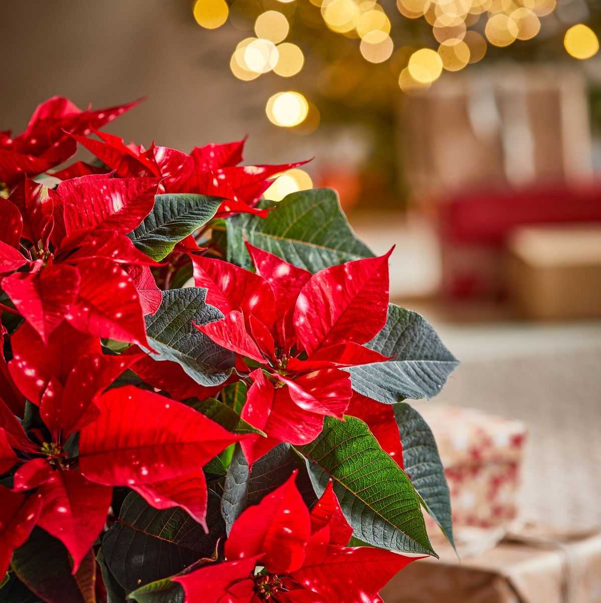 Christmas Star Flower Poinsettia Pot Seeds-Plantjoyfarm-Flower Seeds,Garden Seeds,best selling