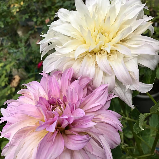 Mixed Giant Dahlia Seeds-Plantjoyfarm-Flower Seeds,Garden Seeds,best selling
