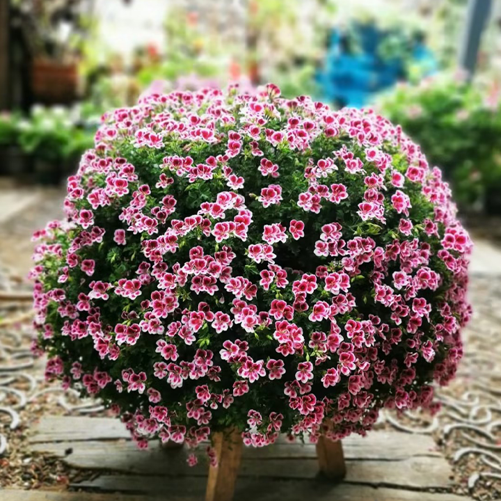 Angel's Eyes Perfume Geranium-Plantjoyfarm-Garden Seeds,best selling