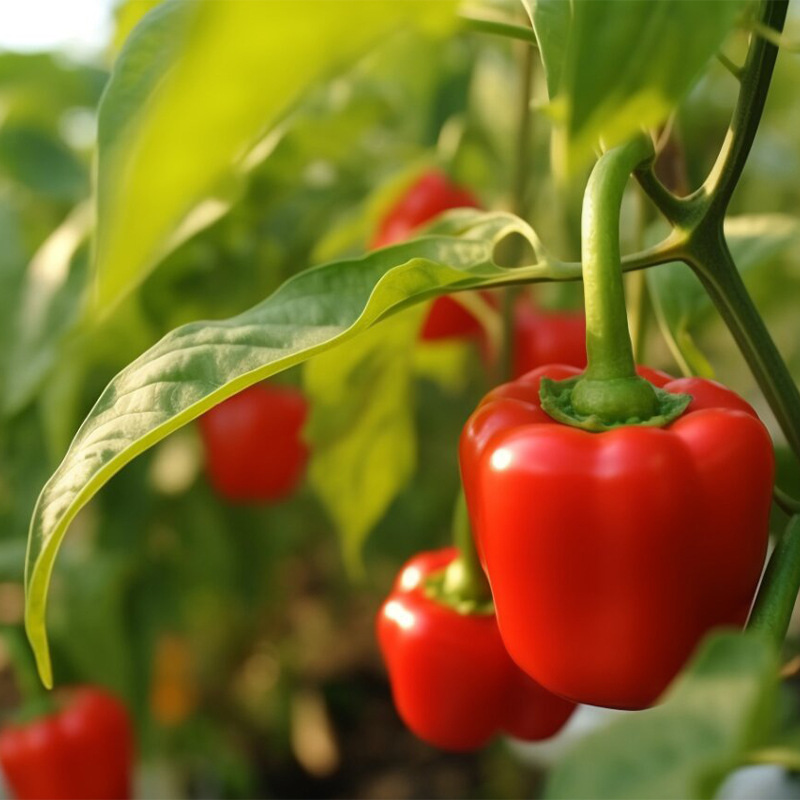 Rainbow Sweet Bell Pepper Seeds-Plantjoyfarm-Vegetable Seeds,vegetable,best selling