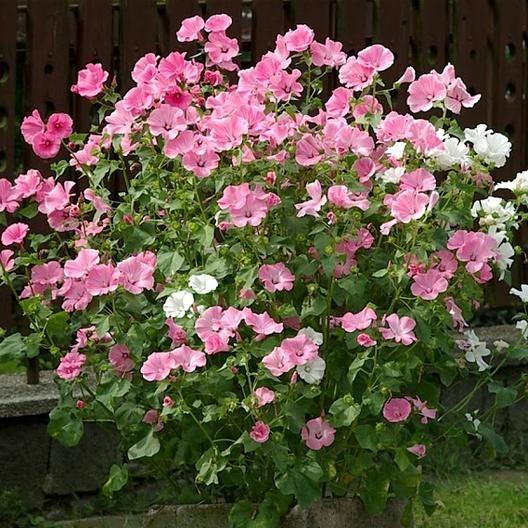 ROSE MALLOW SEEDS - MIXED COLORS-Plantjoyfarm-Garden Seeds,best selling