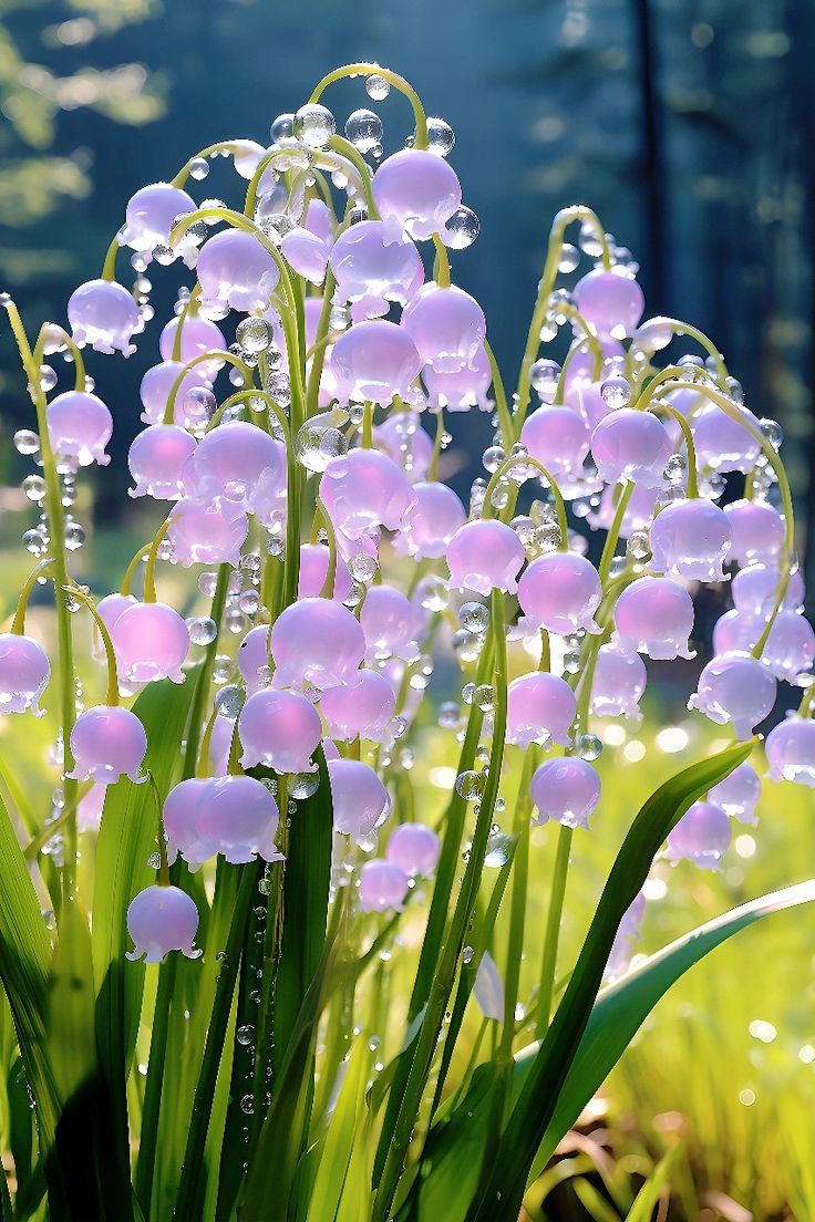 lily of the valley Seeds