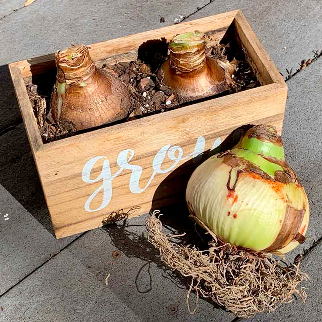 Amaryllis Bulbs - Beautiful Fairy-Plantjoyfarm-flower bulb,Flower Seeds