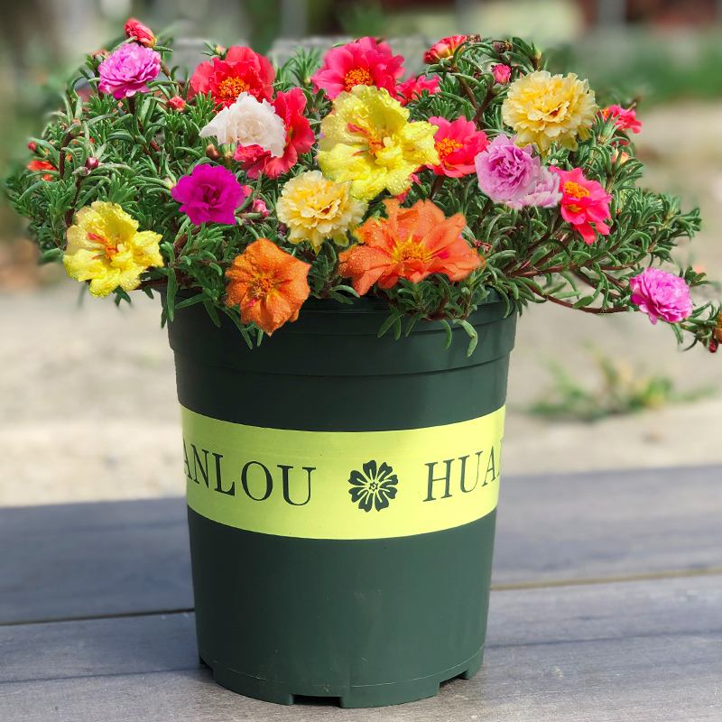 Double Flowered Moss Rose Seeds - Annual-Plantjoyfarm-rose moss