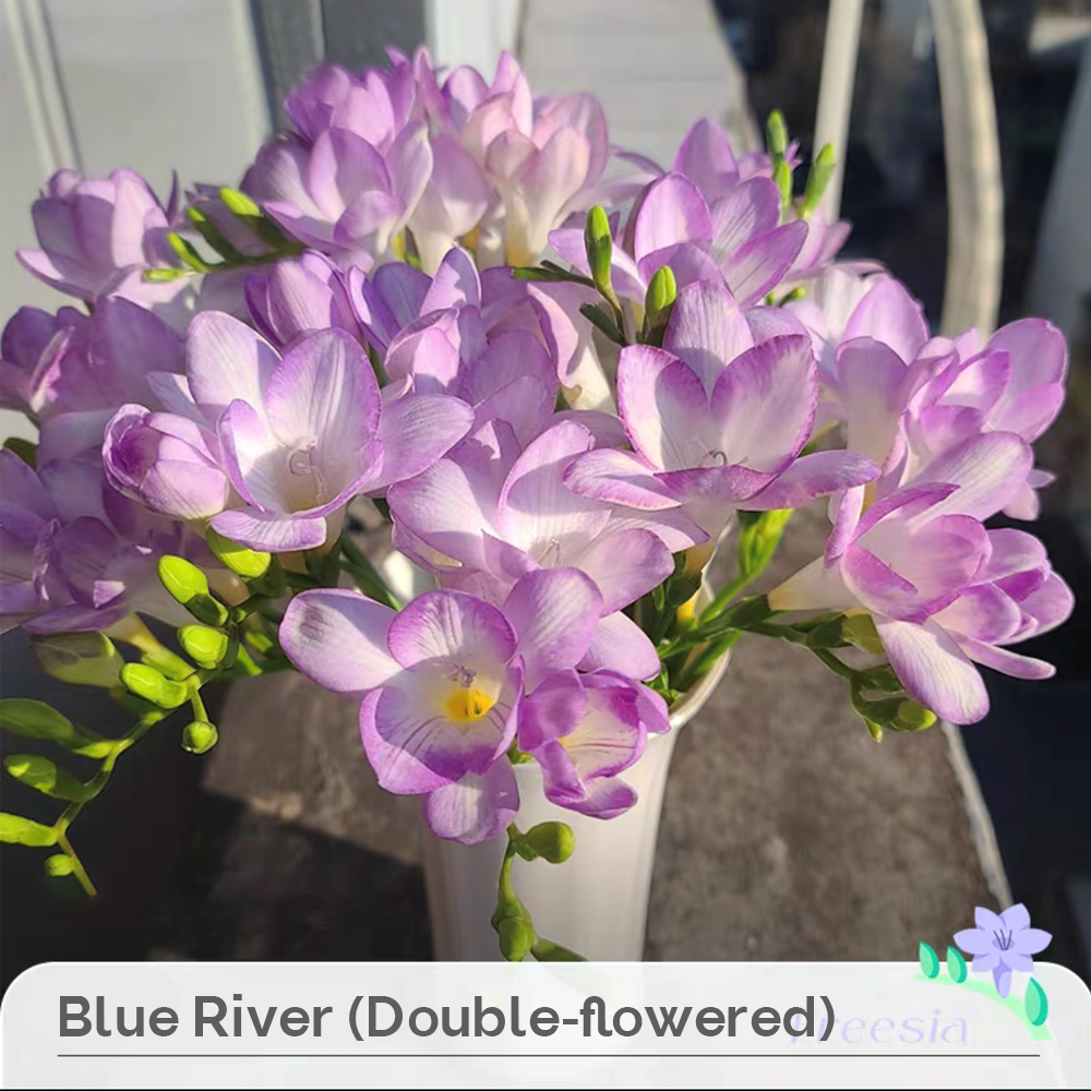 Freesia Bulbs --Comming Soon-Plantjoyfarm-Flower Seeds,flower bulb