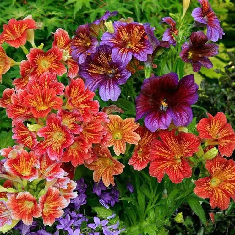 Chilean Morning Glory Seeds-Plantjoyfarm-