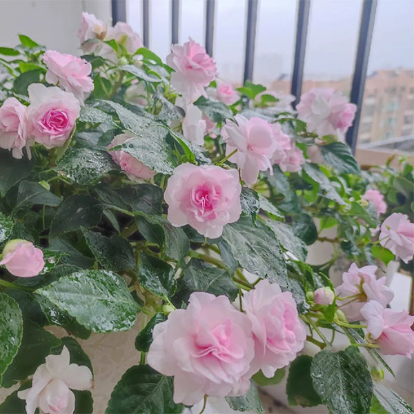 Pink Double Camellia Impatiens Sweet Princess Seeds-Plantjoyfarm-Flower Seeds,Garden Seeds,best selling