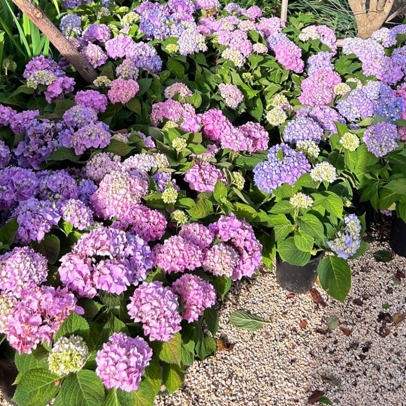 🔥Last Day 49%OFF - Colorful Giant Hydrangea Seeds-Perennial Flower Seeds