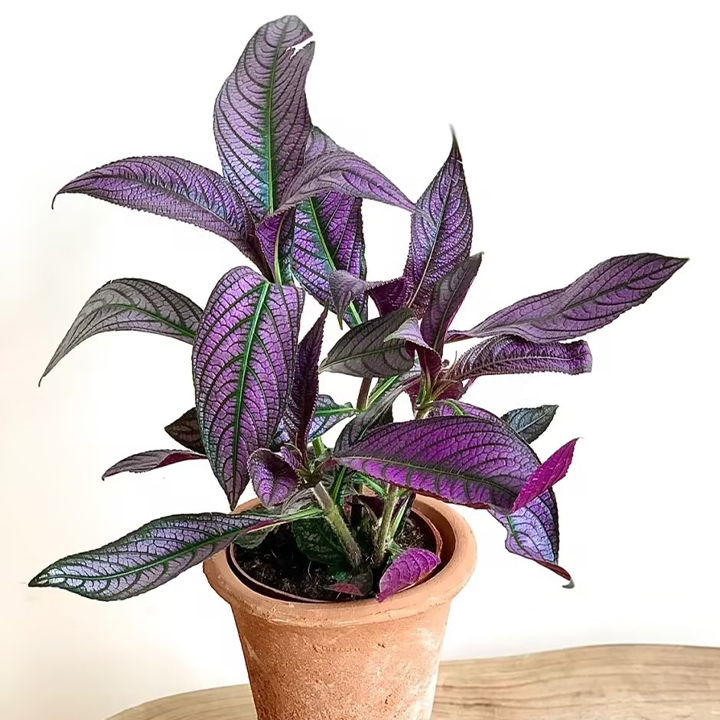 Persian Shield Hued Foliage Plant-Plantjoyfarm-Garden Seeds,best selling