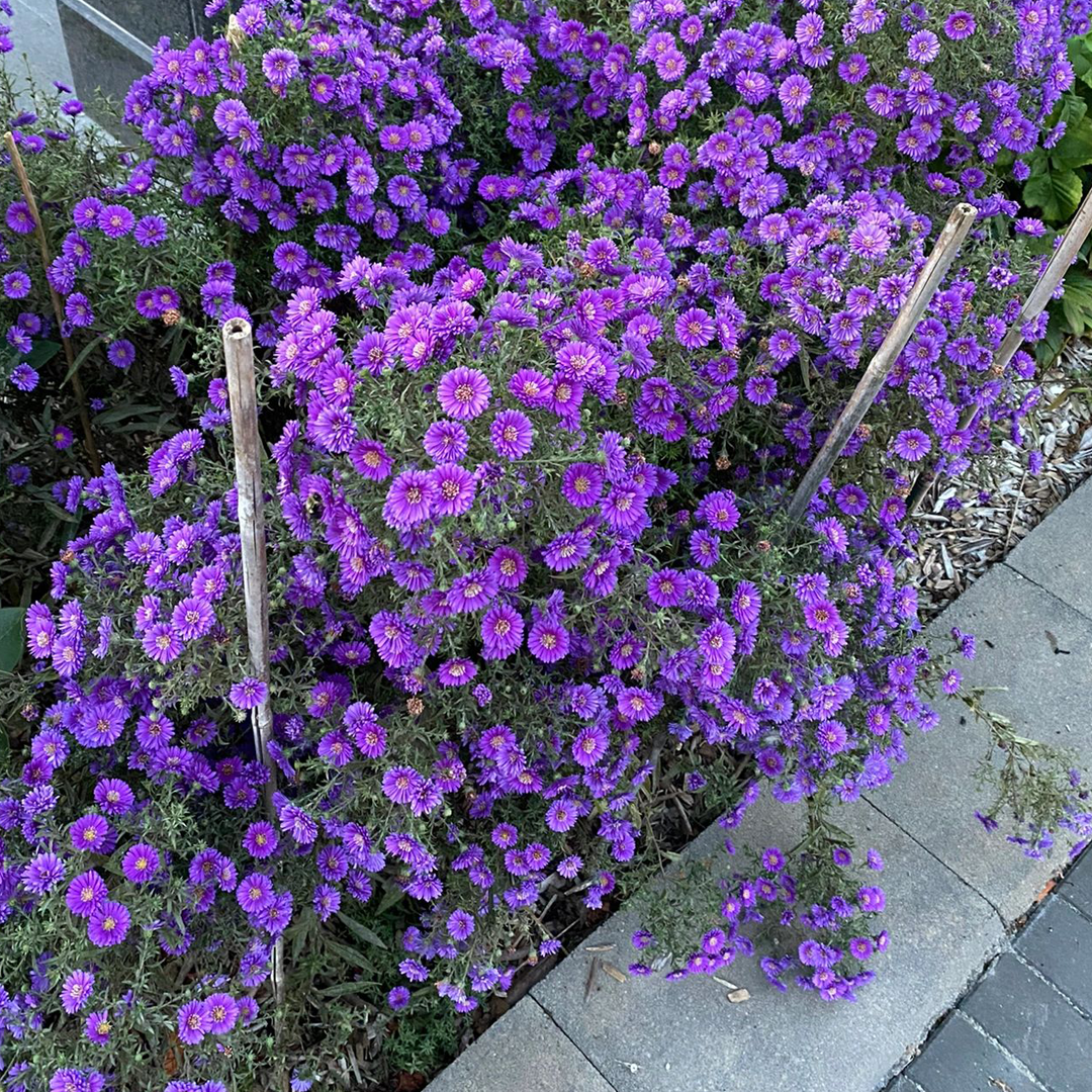 Aster Seeds- Purple Dome-Plantjoyfarm-Flower Seeds