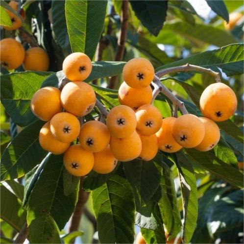 Five-star Loquat Seeds-Plantjoyfarm-