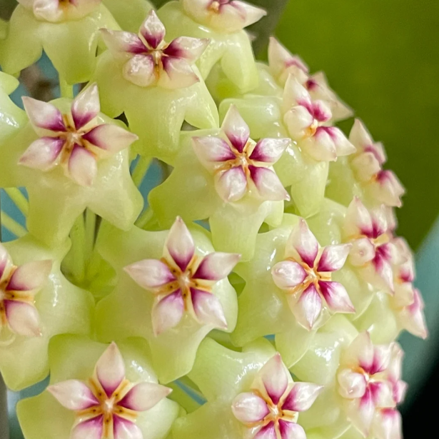 🌟Ball Orchid - Falling Stars From The Sky-Plantjoyfarm-best selling,Garden Seeds