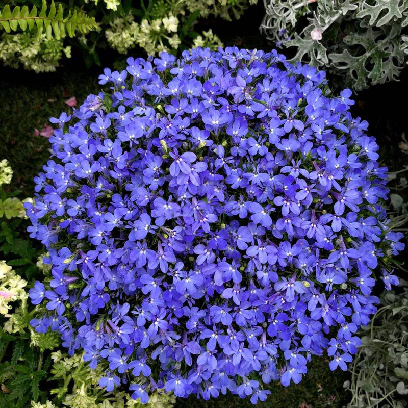 Lobelia Seeds - One of the best edging plants-Plantjoyfarm-Garden Seeds,Flowers Seeds,best selling