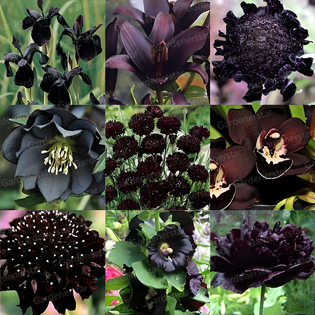 Exclusive Black Wildflower Seed Mix-Plantjoyfarm-Flowers Seeds,Garden Seeds,best selling