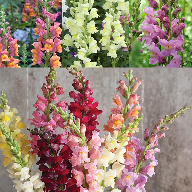 Dwarf Snapdragon  Seed Mixed-Plantjoyfarm-Flowers Seeds,Garden Seeds,best selling