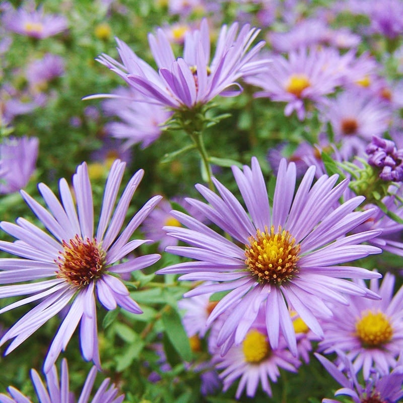 🌼 Superstar Aster Collection: Late Summer to Fall Beauty-Plantjoyfarm-Garden Seeds,Flowers Seeds,best selling