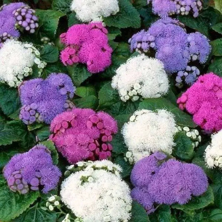 Ageratum F1 Hawaii Mixed Color - Flower Seeds-Plantjoyfarm-Flower Seeds,Garden Seeds,best selling