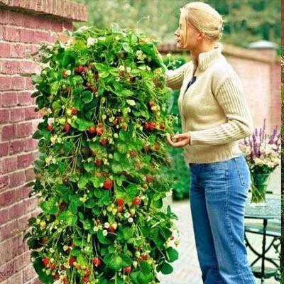 Climbing Strawberry Tree Seeds-Plantjoyfarm-Fruit Seeds