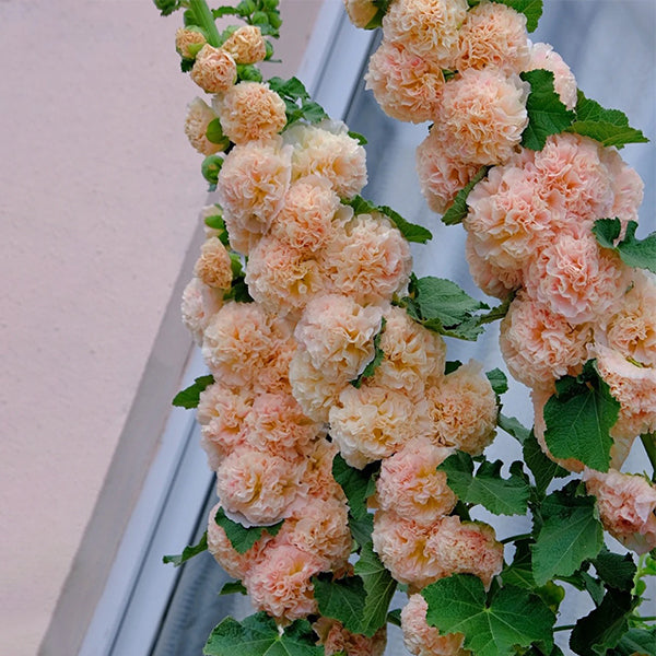 Alcea, Hollyhocks Peaches and Dreams-Plantjoyfarm-Flower Seeds,Garden Seeds,best selling