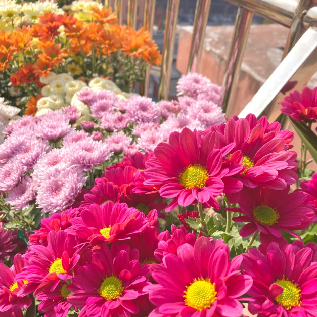 🌼Small Chrysanthemum Mixed Variety Seeds-Plantjoyfarm-Garden Seeds