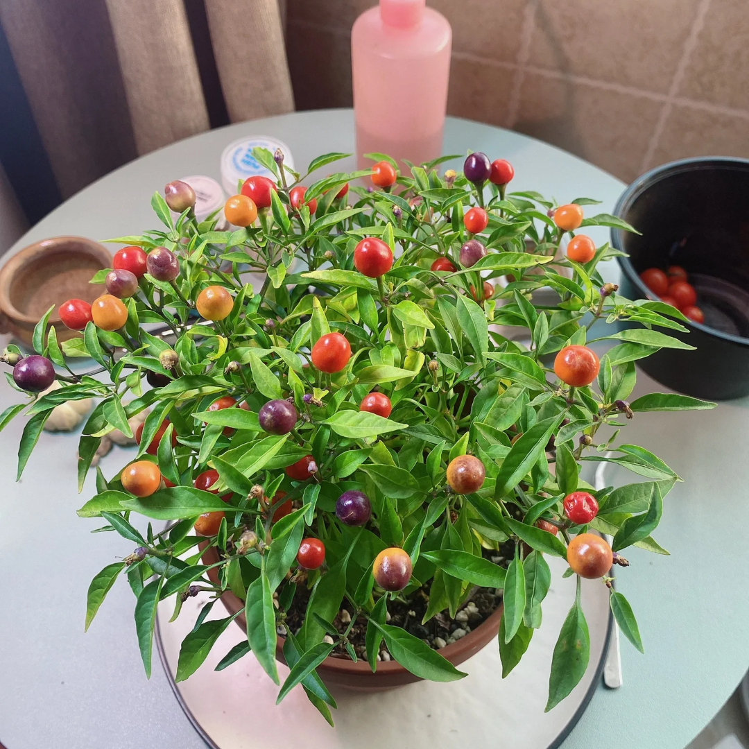 Chinese Five-Color Pepper Ornamental Pepper-Plantjoyfarm-Fruit Seeds,Vegetable Seeds,best selling