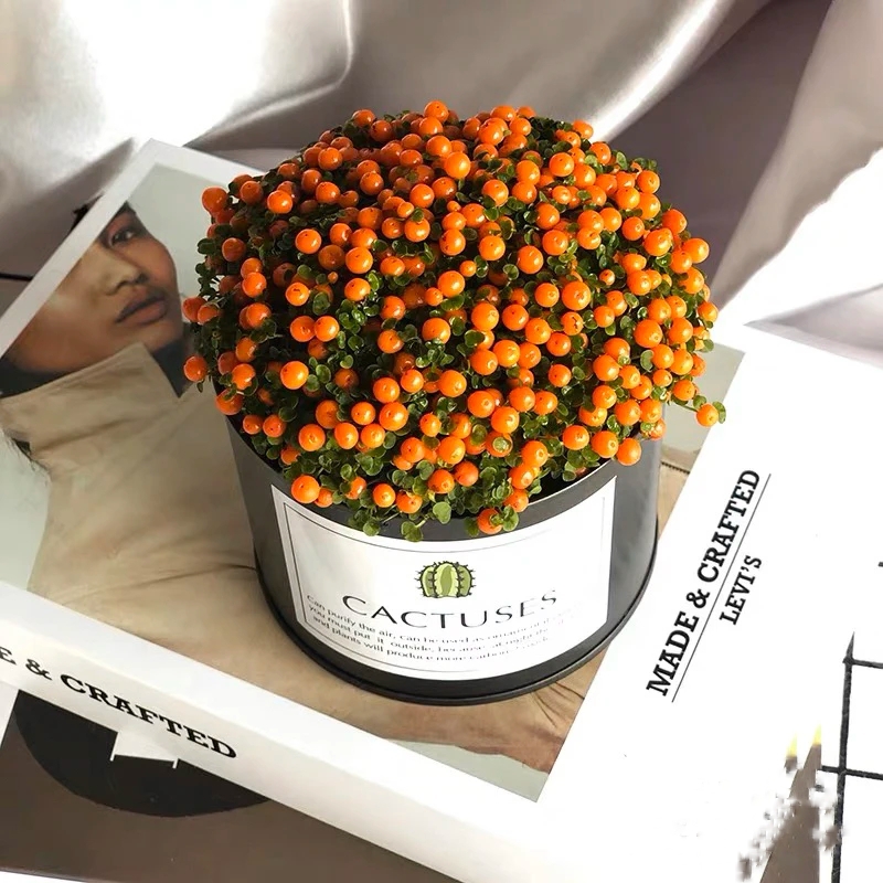 Pearl Orange Succulent Potted Plant-Plantjoyfarm-Flower Seeds,Garden Seeds,best selling
