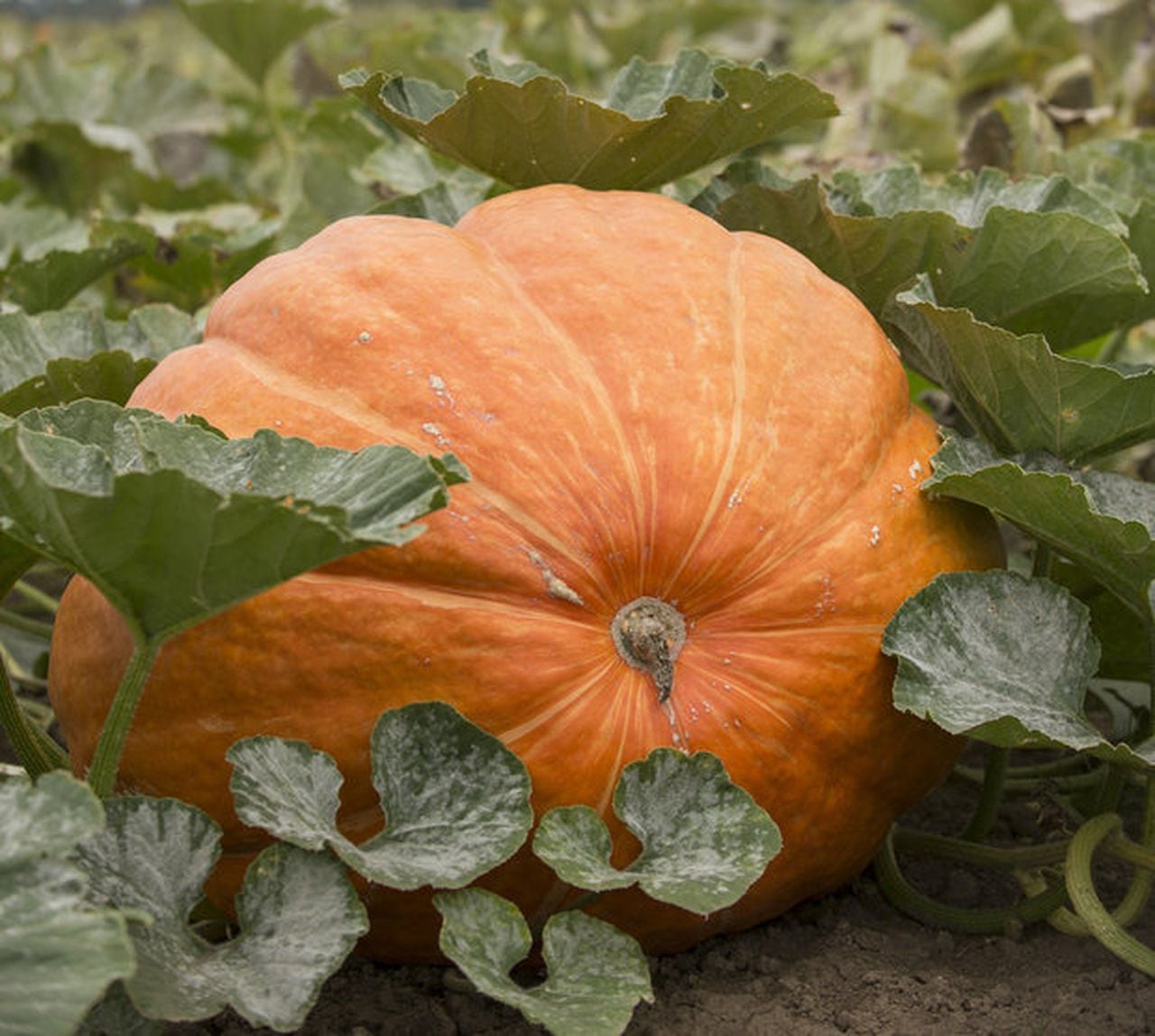 Giant Pumpkin Seeds-Plantjoyfarm-Vegetable Seeds,best selling
