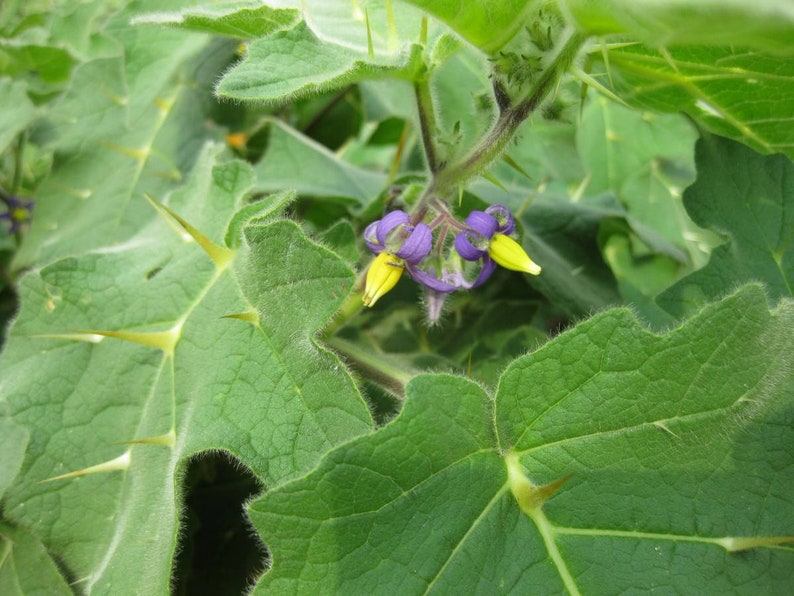 Nipple Fruit Seeds ~ Cow's Udder ~ Titty Fruit ~ Apple of Sodom (Solanum mammosum) ~ Nipplefruit Bizarre Fruit in the Solanum Family-Plantjoyfarm-new,vegetable