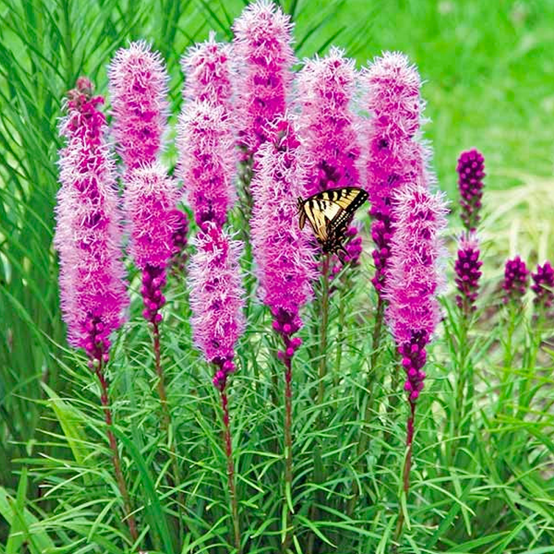 Gayfeather / Blazing Star Seeds - Liatris Seeds-Plantjoyfarm-Flower Seeds