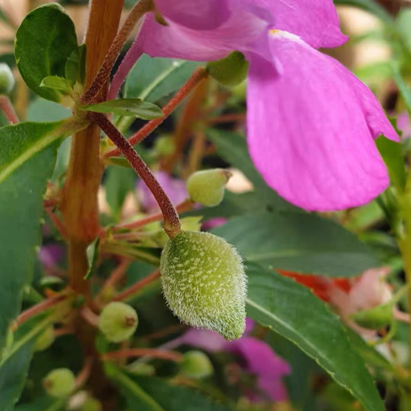 Best Flower For Shade: Mixed Impatiens Seeds-Plantjoyfarm-Flower Seeds
