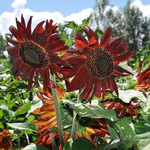 Sunflower Infrared Mix F1-Plantjoyfarm