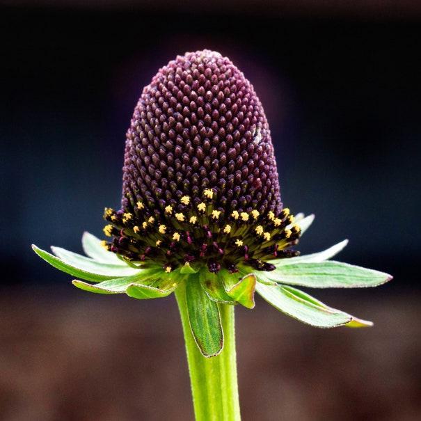 WESTERN CONEFLOWER Rudbeckia Occidentalis Green Wizard aka Rayless Naked Chocolate Black Flower Herb Seeds-Plantjoyfarm-Flower Seeds,Garden Seeds,best selling