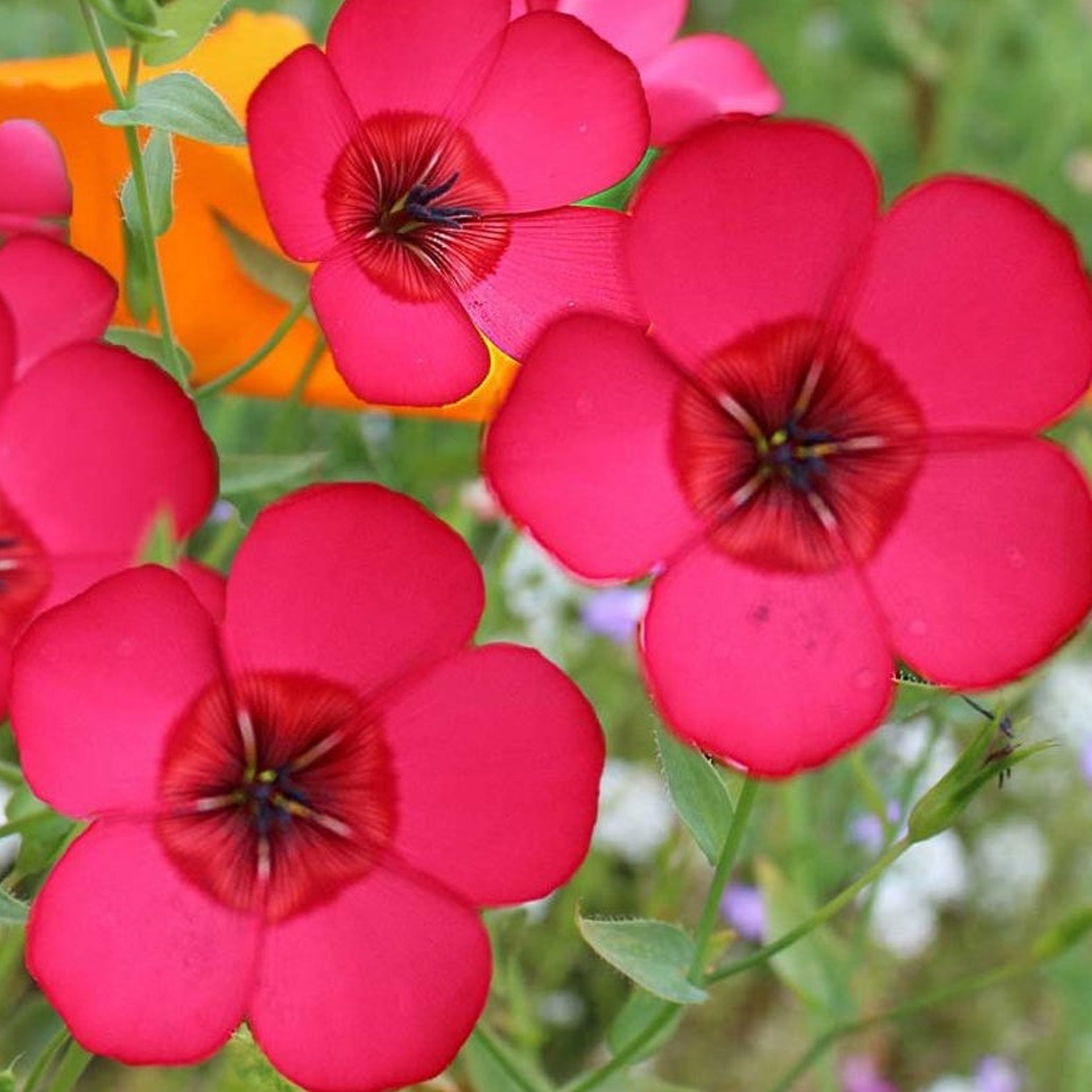 Scarlet Flax Seeds-Plantjoyfarm-Flower Seeds,Partial Shade