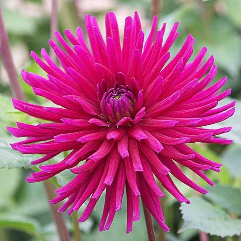CACTUS DOUBLE DAHLIA Mix Variabilis Mixed Colors Hummingbird Flower Seeds-Plantjoyfarm-Flower Seeds,Garden Seeds,best selling