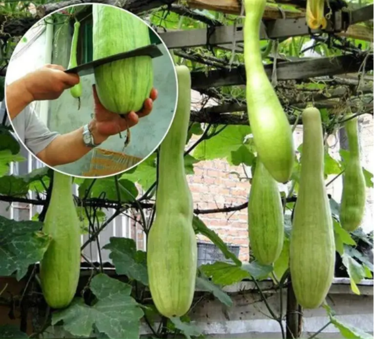 Chopping Melon Cut and Grow Melon Seeds-Plantjoyfarm-Vegetable Seeds,best selling
