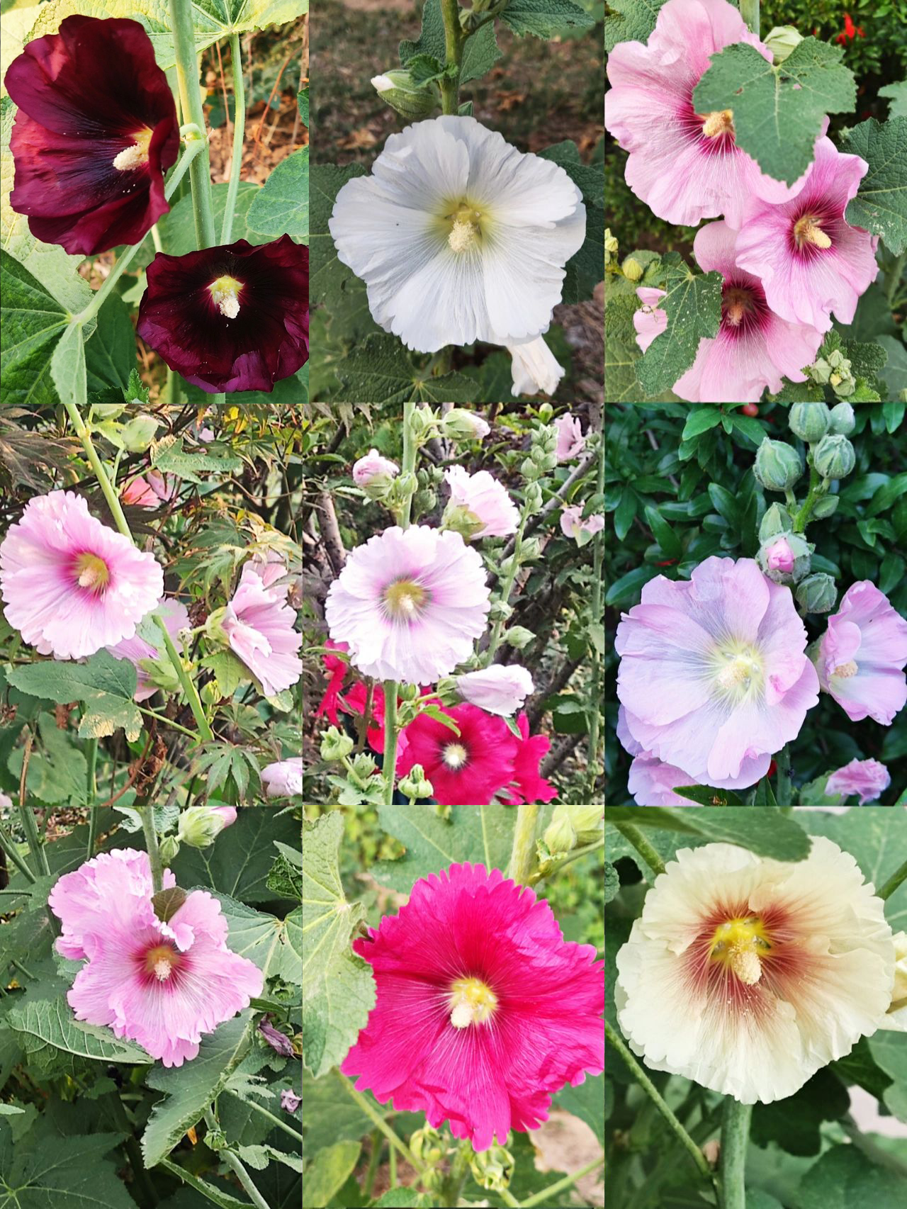 Hollyhock Seeds - Single Mix-Plantjoyfarm-Flower Seeds