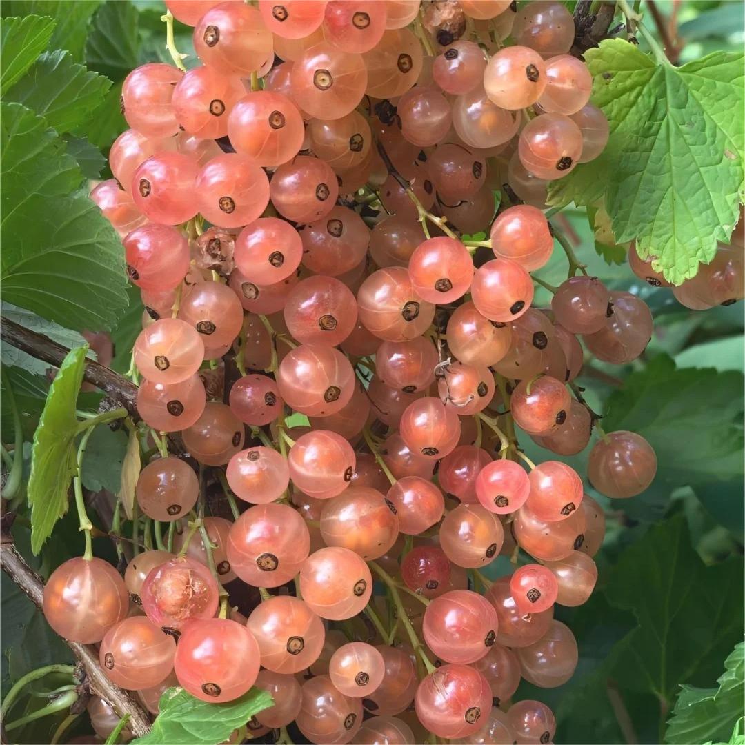 Multicolor Gooseberry Seeds-Plantjoyfarm-Fruit Seeds
