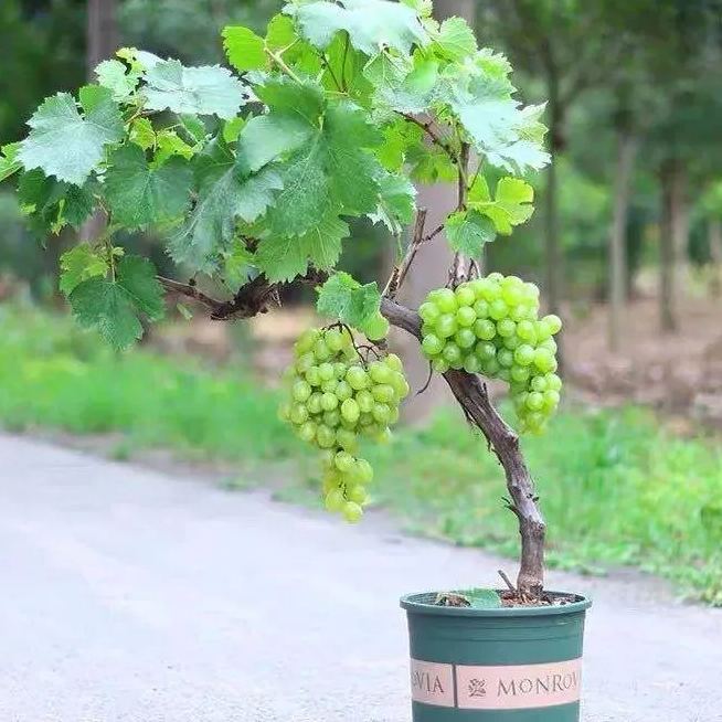 Shine Muscat Tree Seeds-Sunshine Rose Grapes(🪴Can be potted)-Plantjoyfarm-