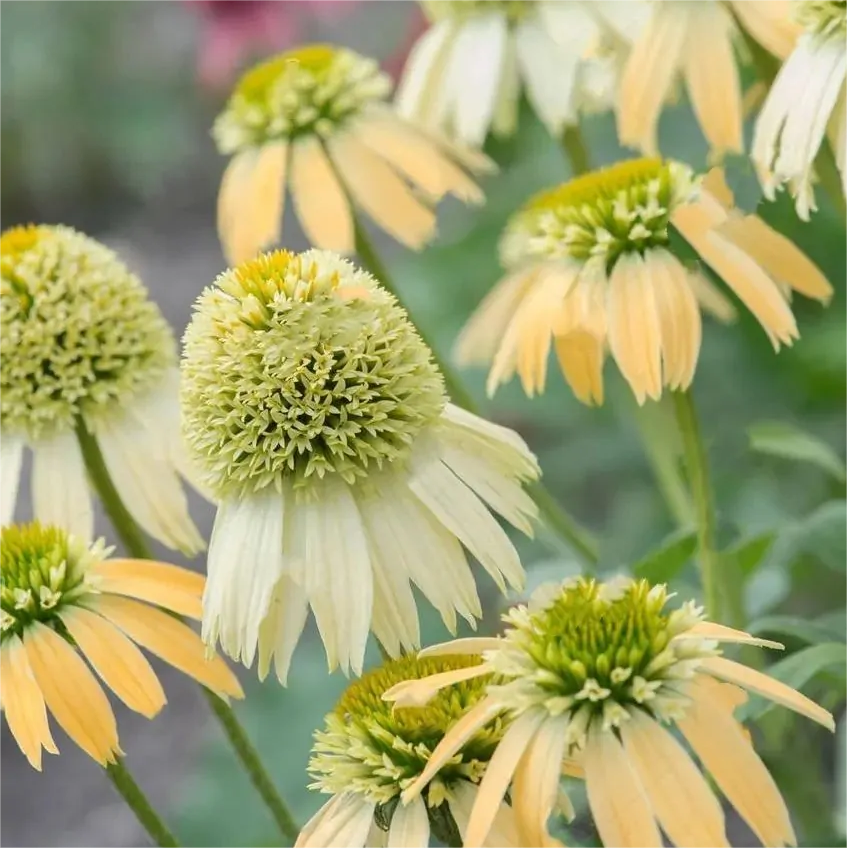 Double Echinacea Seeds-Plantjoyfarm-Garden Seeds,Flowers Seeds,best selling