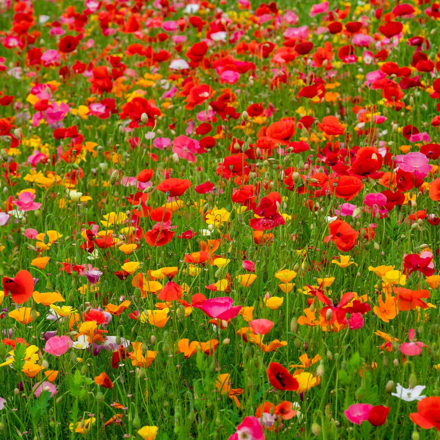 Poppy Power - Poppy Flower Seed Mix-Plantjoyfarm-Flower Seeds