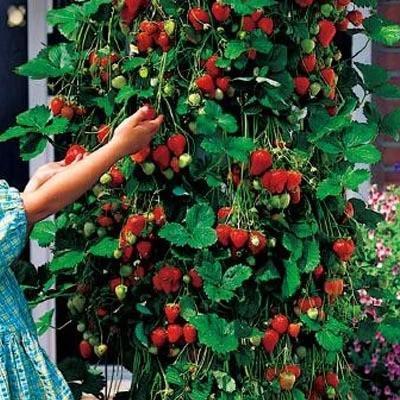 Climbing Strawberry Tree Seeds-Plantjoyfarm-Fruit Seeds