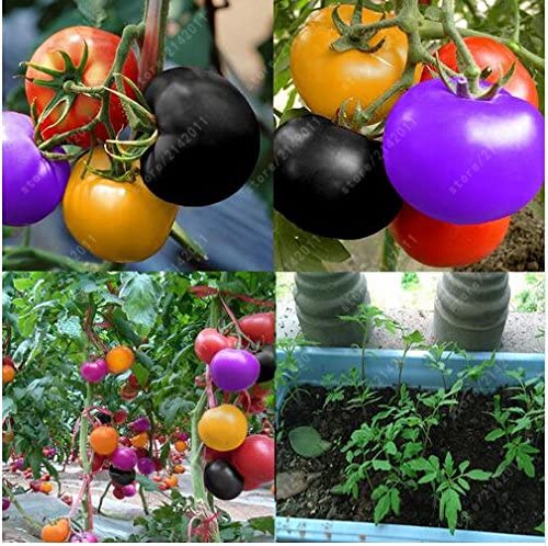 Rainbow Tomato Seeds (100 Seeds)-Plantjoyfarm-Fruit Seeds,best selling