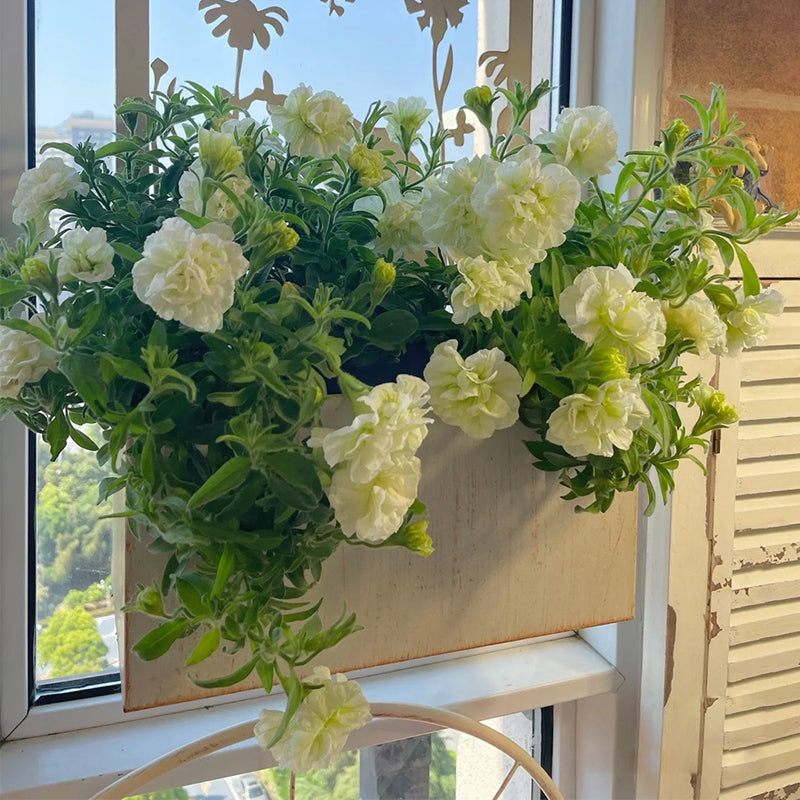 Summer Double Petunia Elizabeth-Plantjoyfarm-Garden Seeds,Petunia,best selling