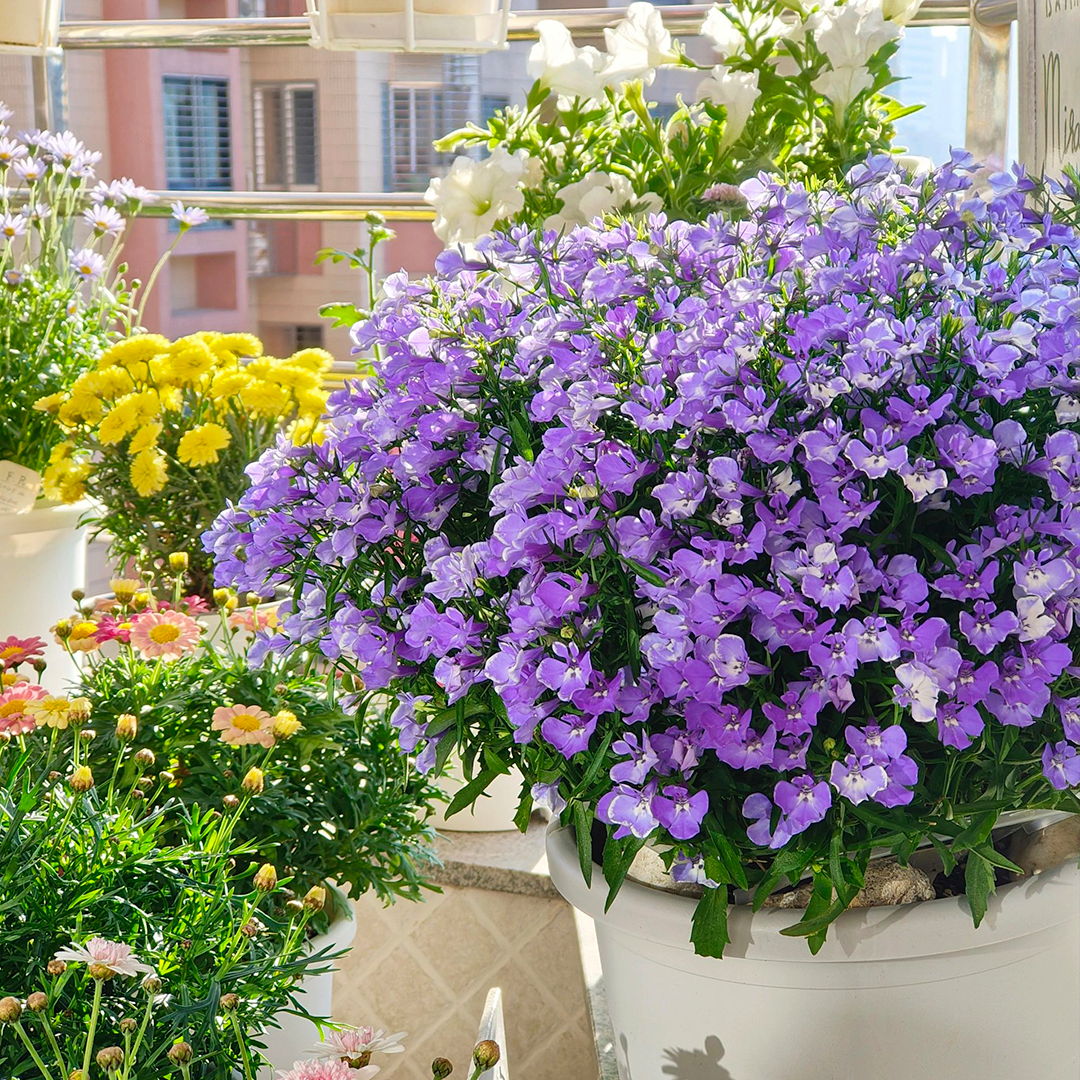 Lobelia Seeds - Blue Carpet-Plantjoyfarm-Flower Seeds