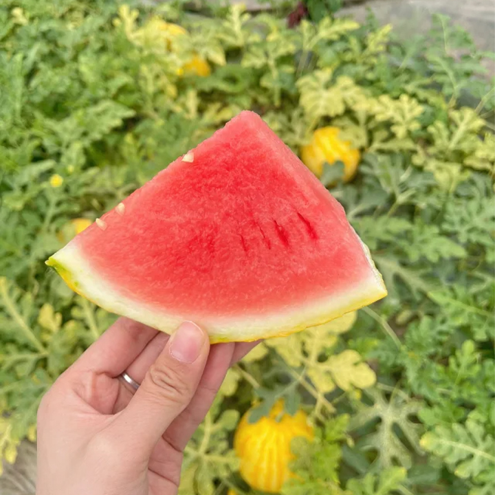 Golden Red Watermelon Seeds-Plantjoyfarm-Fruit Seeds,best selling