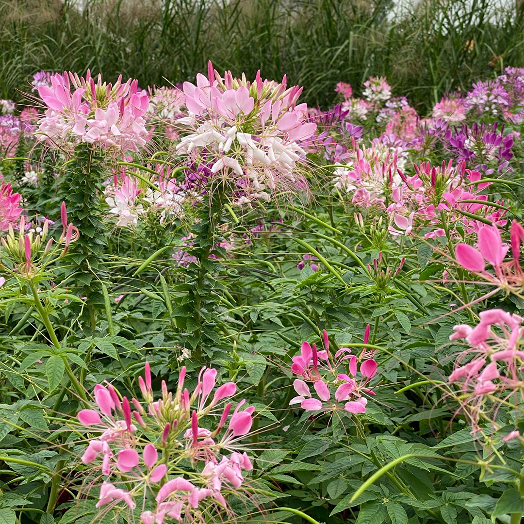 Cleome Seeds - Cherry Queen-Plantjoyfarm-Flower Seeds