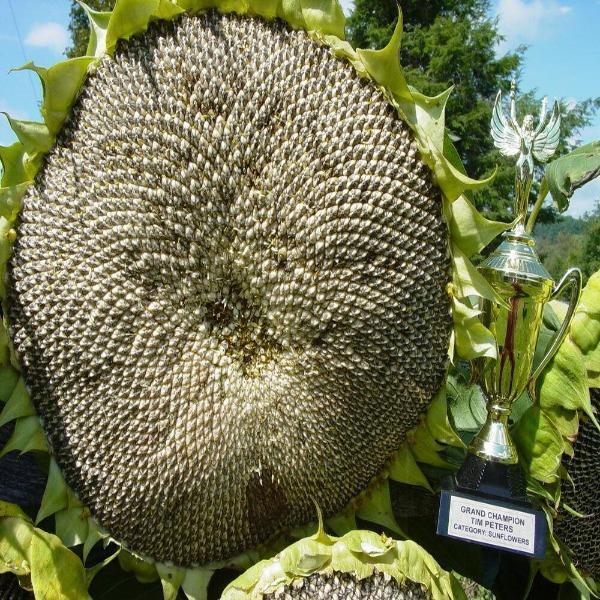50 Pcs Mongolian Giant Sunflower Seeds-Plantjoyfarm-Sunflower Seeds,best selling